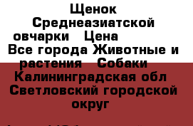 Щенок Среднеазиатской овчарки › Цена ­ 35 000 - Все города Животные и растения » Собаки   . Калининградская обл.,Светловский городской округ 